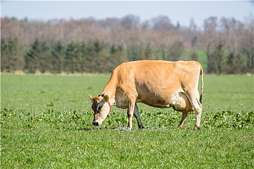 泽西种乳牛,母牛,地点