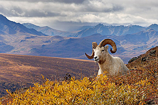野大白羊,白大角羊,公羊,休息,山坡,彩色,攀升,德纳里峰国家公园,室内,阿拉斯加