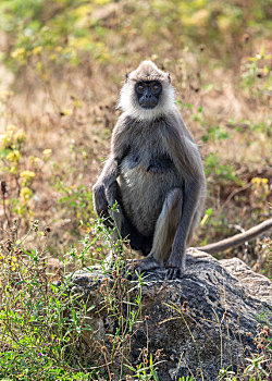 斯里兰卡长尾叶猴攀爬下树到地面觅食