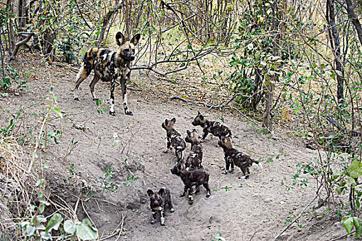 非洲野狗,非洲野犬属,母亲,星期,老,幼仔,巢穴,北方,博茨瓦纳