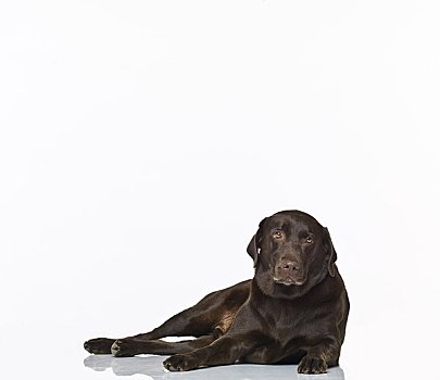 肖像,巧克力拉布拉多犬