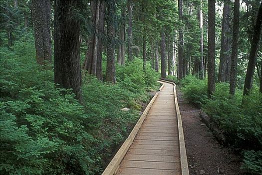木板路,通过,树林,胡德山,国家公园,俄勒冈,美国