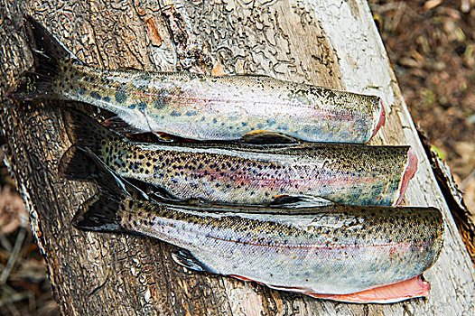 三个,虹鳟鱼,不列颠哥伦比亚省,加拿大