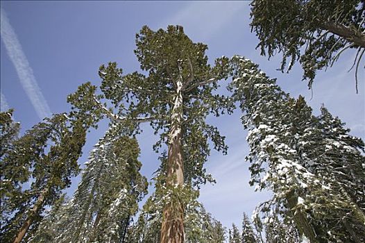 巨杉,冬天,红杉国家公园,加利福尼亚,美国,北美