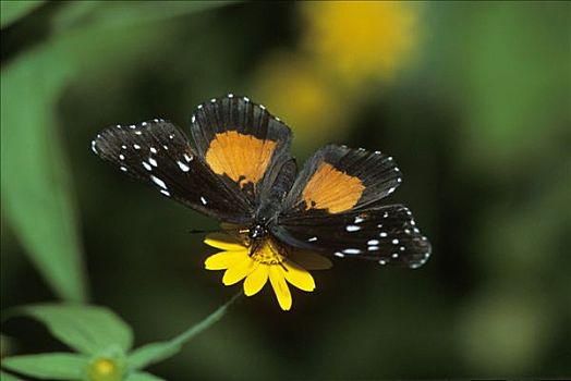 蝴蝶,瓦哈卡,墨西哥