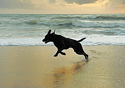 狗,跑,海滩,安达卢西亚,西班牙