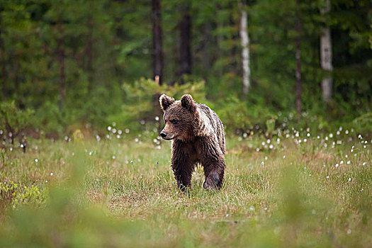 幼兽,棕熊,卡瑞里亚,芬兰,欧洲