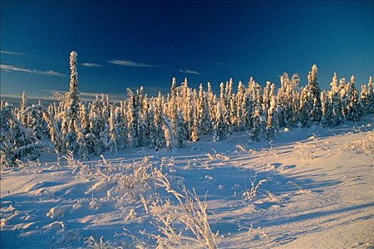 积雪,树,育空,加拿大