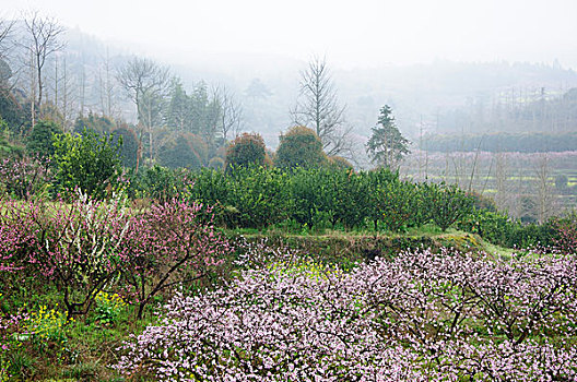 桃花景色