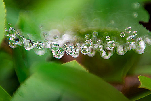 雨后,露珍珠