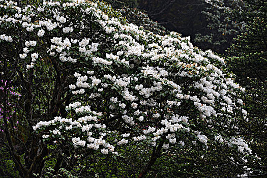 花雨