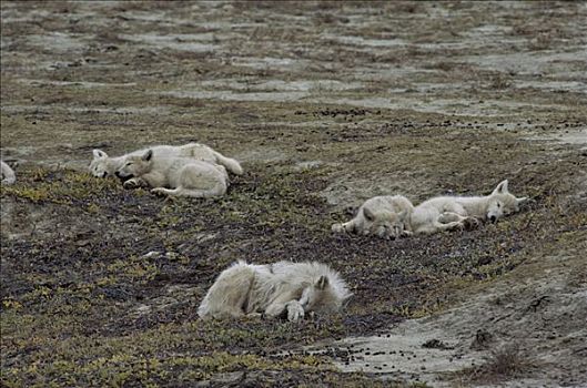 北极狼,狼,幼小,不洁,幼仔,打盹,苔原,遮盖,鼻子,蚊子,艾利斯摩尔岛,加拿大