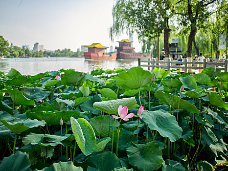 荷塘景色