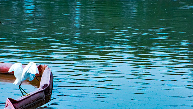 湖边白鹤摄影