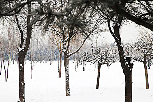 冬季的树林