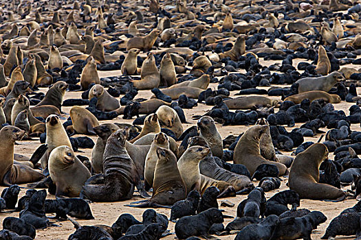 岬角毛海豹,毛海狮,生物群,克罗斯角,纳米比亚