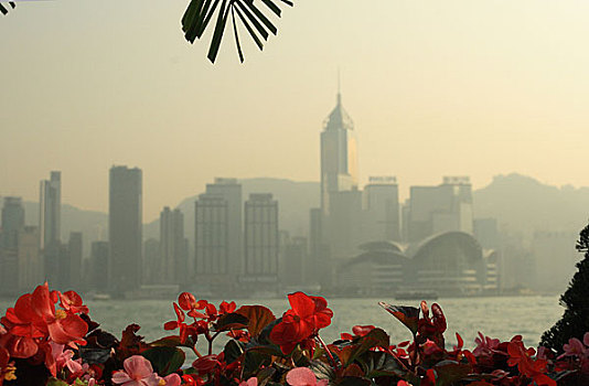 香港维多利亚湾鲜花与建筑