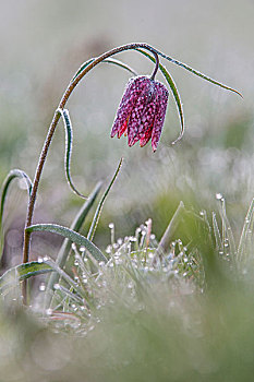 紫色,头部,贝母属植物,小贝母,白霜,黑森州,德国,欧洲