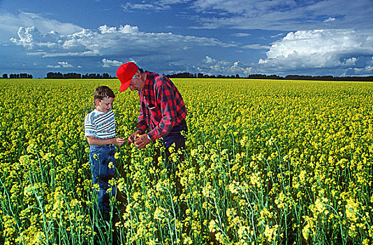 农民,油菜地,艾伯塔省,加拿大