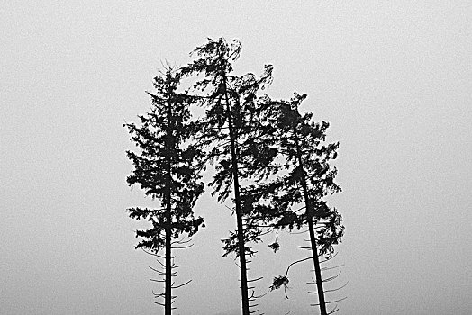 树林,十一月,三个,针叶树,雾