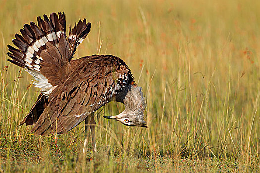 男性的,灰颈鹭鸨,鹭科里,显示,尾巴上的羽毛,马赛玛拉国家保护区,肯尼亚,非洲