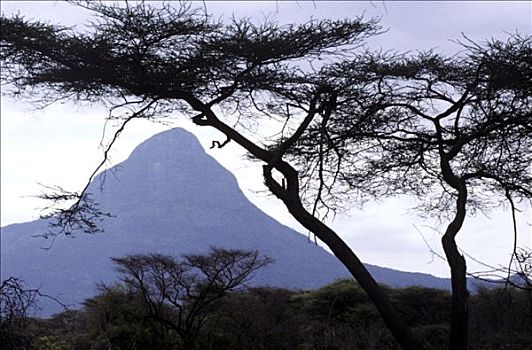 肯尼亚,北方,风景,日落,树,正面,山