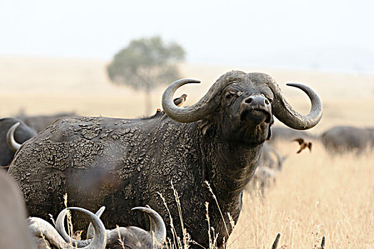 非洲水牛,南非水牛,马赛马拉国家保护区,肯尼亚,非洲