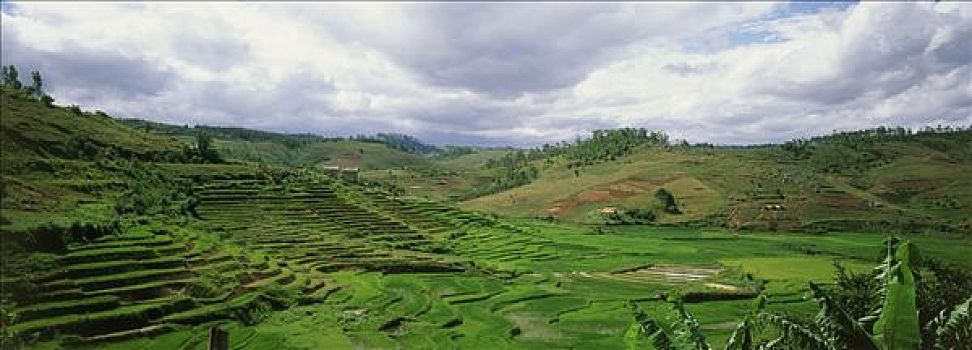 马达加斯加,高,高原,稻田