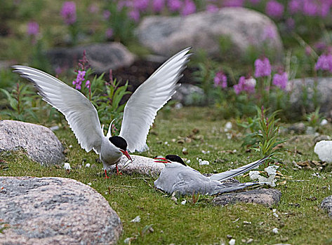 北极燕鸥,喂食,鱼,幼禽,哈得逊湾,加拿大