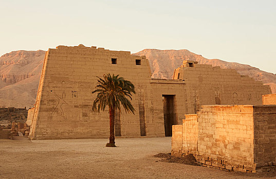 庙宇,棕榈树,路克索神庙,埃及