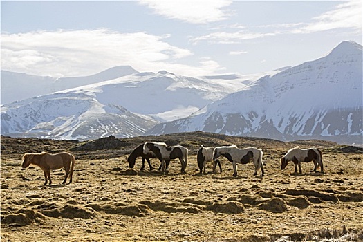 牧群,冰岛马,正面,雪山