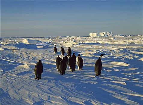 帝企鹅,冰,南极