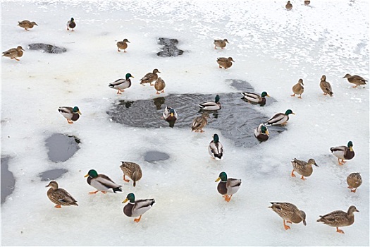 成群,鸭子,靠近,水,林间空地,冰冻