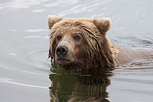 大灰熊,棕熊,游泳,卡特麦国家公园,阿拉斯加
