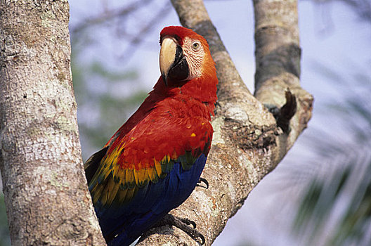巴西,亚马逊河,绯红金刚鹦鹉