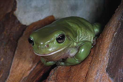树蛙,桉树,澳大利亚