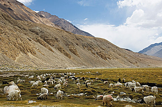 羊群,放牧,土地,查谟-克什米尔邦,印度