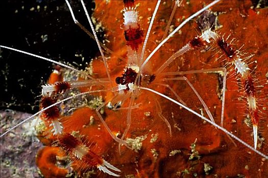 珊瑚虾,博奈尔岛