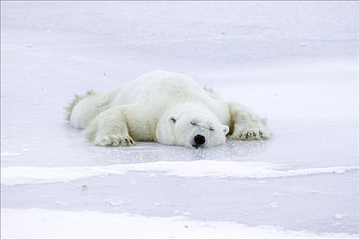 北极熊,休息,室外,冰,玩,北极