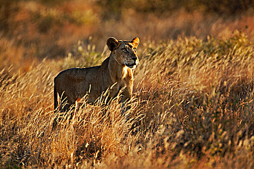 雌狮,高草,狮子,桑布鲁野生动物保护区,肯尼亚