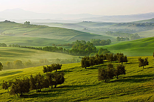草地,土地,橄榄树,早晨,亮光,皮恩扎,瓦尔道尔契亚,托斯卡纳,意大利,欧洲