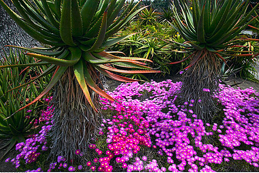 芦荟,植物,植物园,帕萨迪纳,加利福尼亚,美国