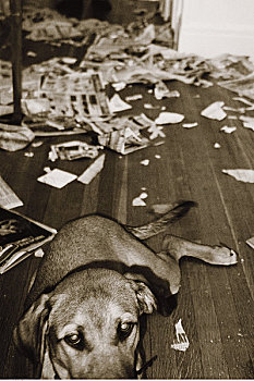 肖像,狗,房间,散开,撕破,纸