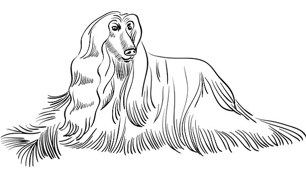 猎犬,狗,跑两只,狗,玩阿富汗猎犬,狗,走纯种动物,狗,卡通,插画可爱