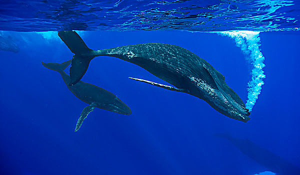驼背鲸,大翅鲸属,鲸鱼,女性,合作,泡泡,拍击,表面,毛伊岛,夏威夷,提示,照相