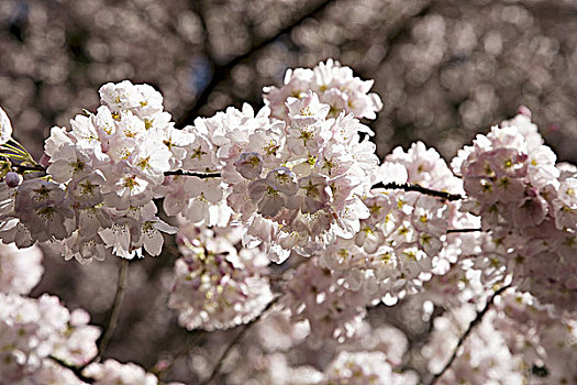 俄勒冈,波特兰,华盛顿,公园,日本,花园,日式庭园,社会,特写,粉色,樱花,树上