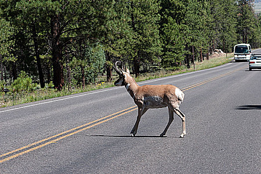 叉角羚,道路,鹿,布莱斯峡谷国家公园,犹他,美国,北美