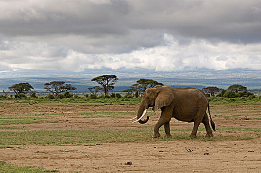 非洲,肯尼亚,安伯塞利国家公园,非洲象,走,一个