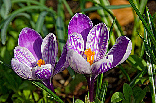 英格兰,北约克郡,特写,紫色,藏红花,花园