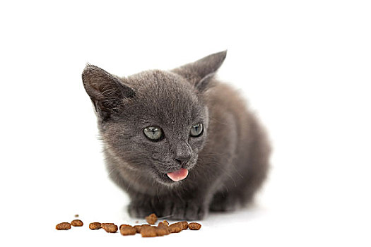 灰色,小猫,吃,粗磨食品